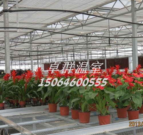 山東省濰壽光市紋絡玻璃溫室